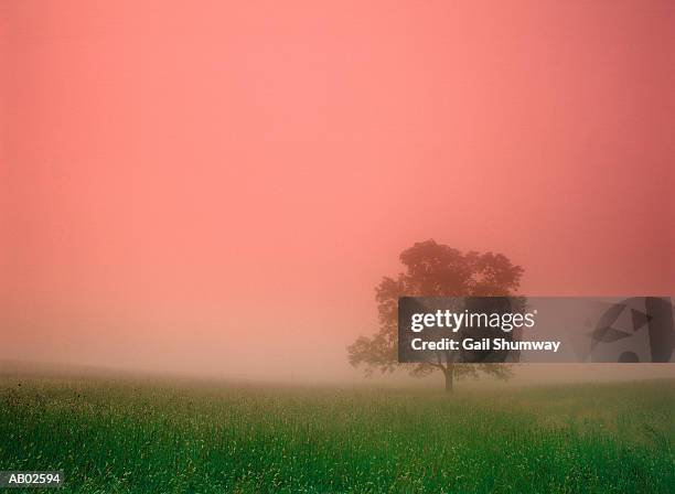 tree in foggy field, sunrise - cades cove stock pictures, royalty-free photos & images