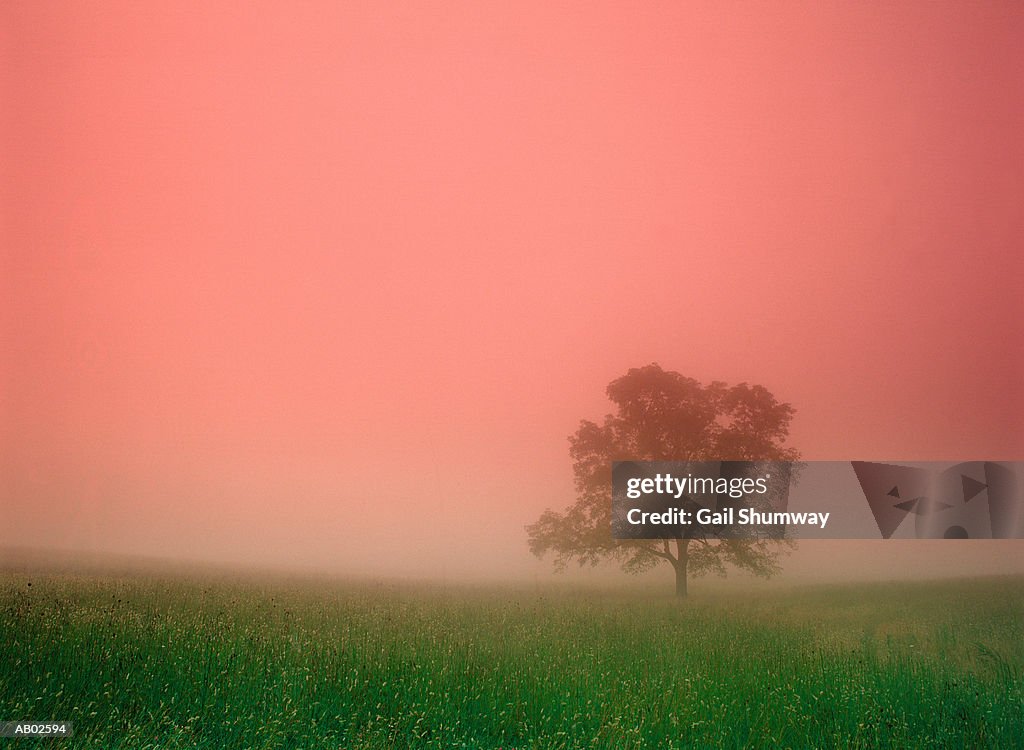 Tree in foggy field, sunrise