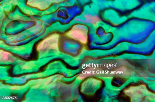 Abalone Shell (Haliotidae) Abalone Shell (Haliotidae)