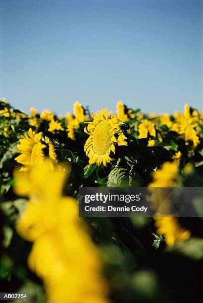 field of sunflowers (helianthus sp.) - kansas sunflowers stock pictures, royalty-free photos & images