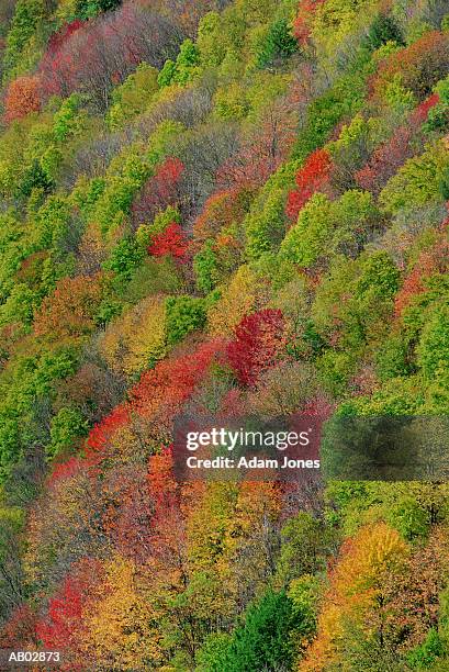 hillside, autumn, aerial - couleur des végétaux photos et images de collection