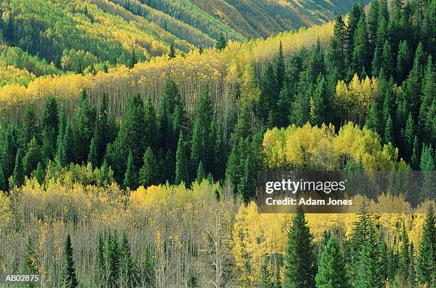 quaking aspens (populus tremuloides), autumn, aerial - forêt nationale de white river photos et images de collection