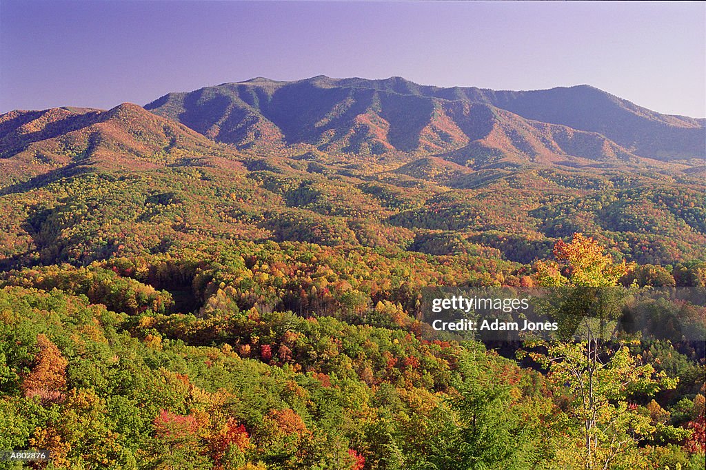 Forest, autumn, Mount Leconte, aerial