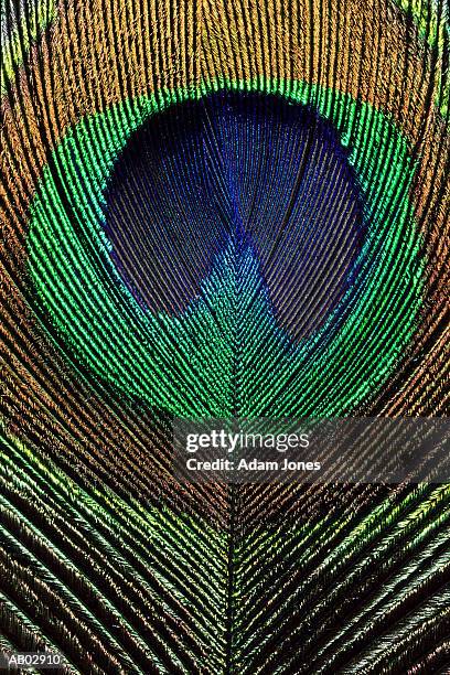 peacock feather, detail - ocellus stock pictures, royalty-free photos & images