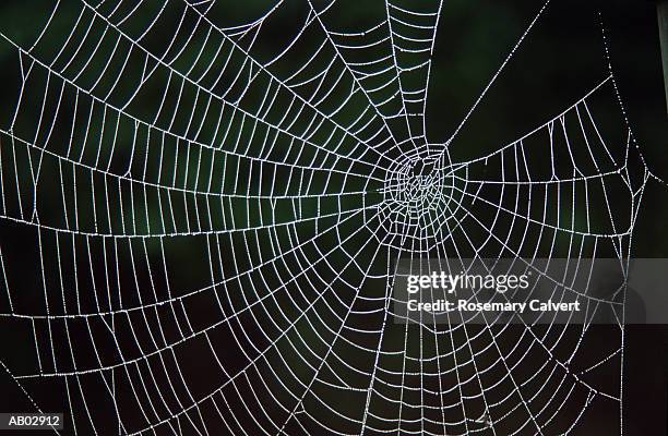 spider's web, close-up - calvert stock pictures, royalty-free photos & images