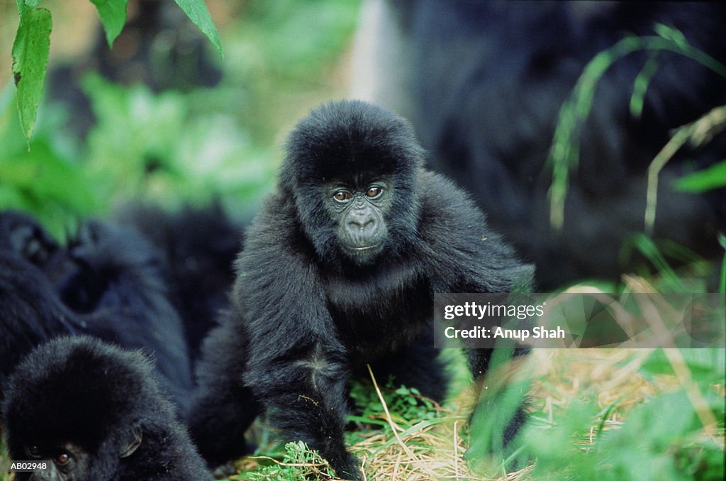 Baby Mountain gorilla (Gorilla gorilla beringei)