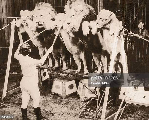 woman training circus lions, rear view (b&w) - lion black and white stock pictures, royalty-free photos & images