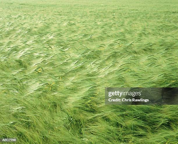 barley field - hordeum stock pictures, royalty-free photos & images