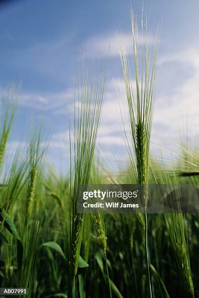 barley (hordeum vulgare) in field - hordeum stock pictures, royalty-free photos & images