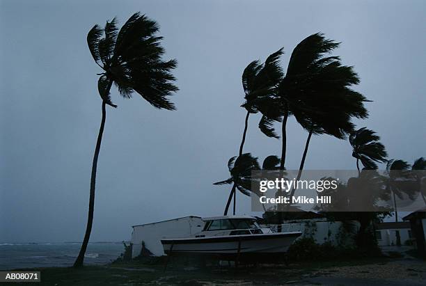 hurricane winds blowing palm trees - tufão imagens e fotografias de stock