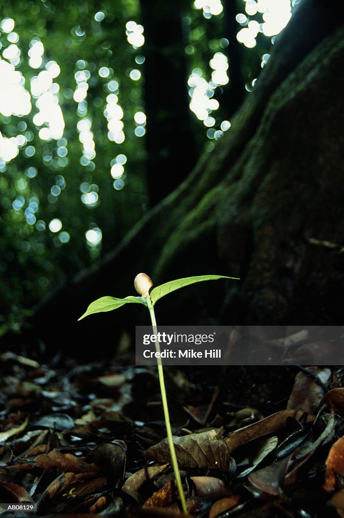 NEW GROWTH ON FOREST FLOOR, RAIN FOREST, DOMINICA, WEST INDIES