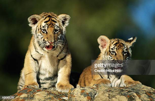 two tiger cubs  [wildlife model] - tiger cub stock pictures, royalty-free photos & images