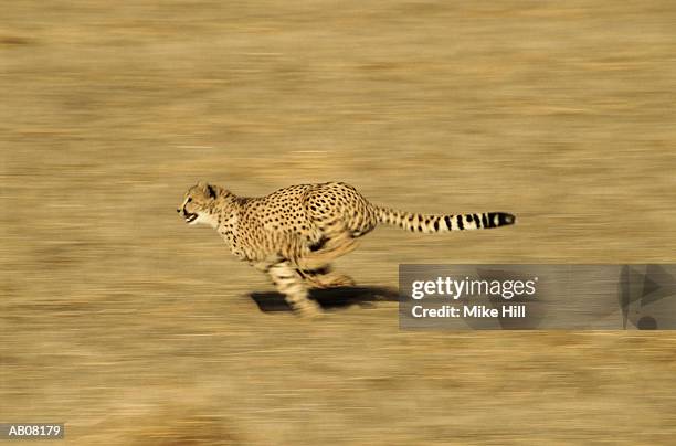 cheetah running - cheetah hunt stock pictures, royalty-free photos & images