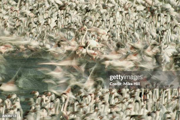 lesser flamingoes, lake bogoria, kenya, africa - lesser flamingo stock pictures, royalty-free photos & images