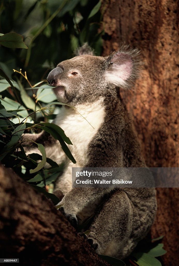 Koala bear (Phascolarctos cinereus), captive, eating leaf