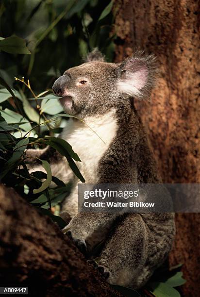 koala bear (phascolarctos cinereus), captive, eating leaf - koala eating stock-fotos und bilder