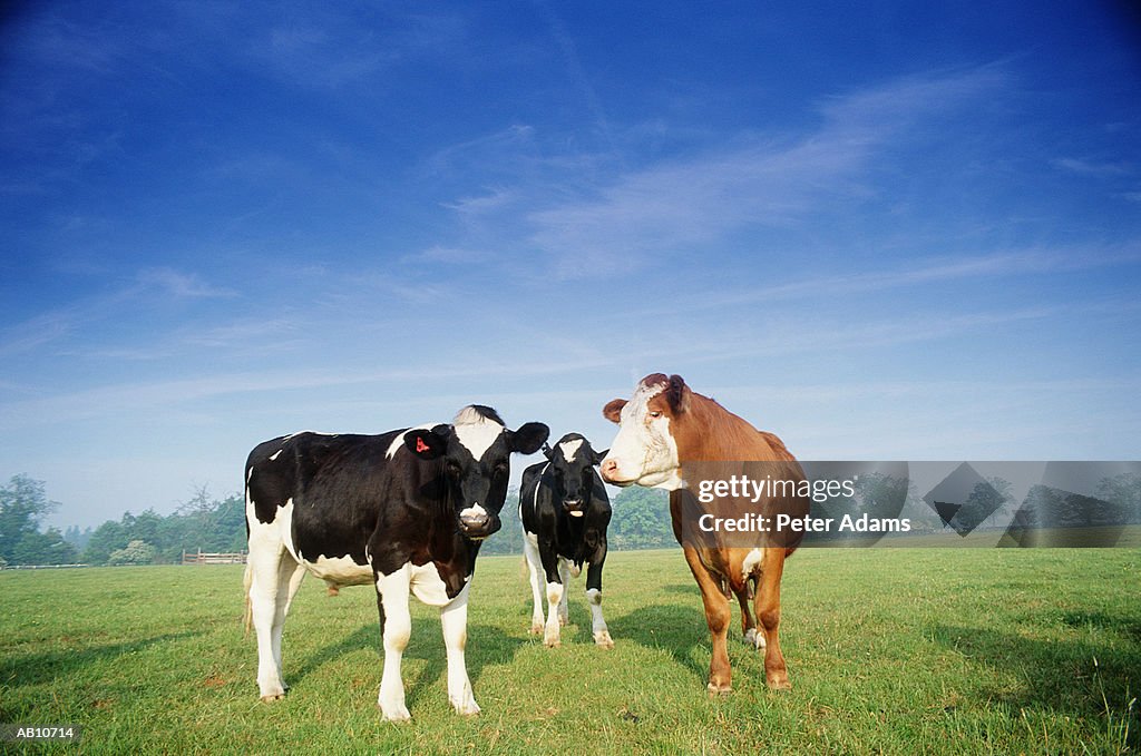 Three cows standing in field