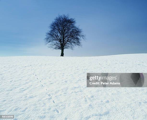 tree in snow-covered field - peter snow stock pictures, royalty-free photos & images