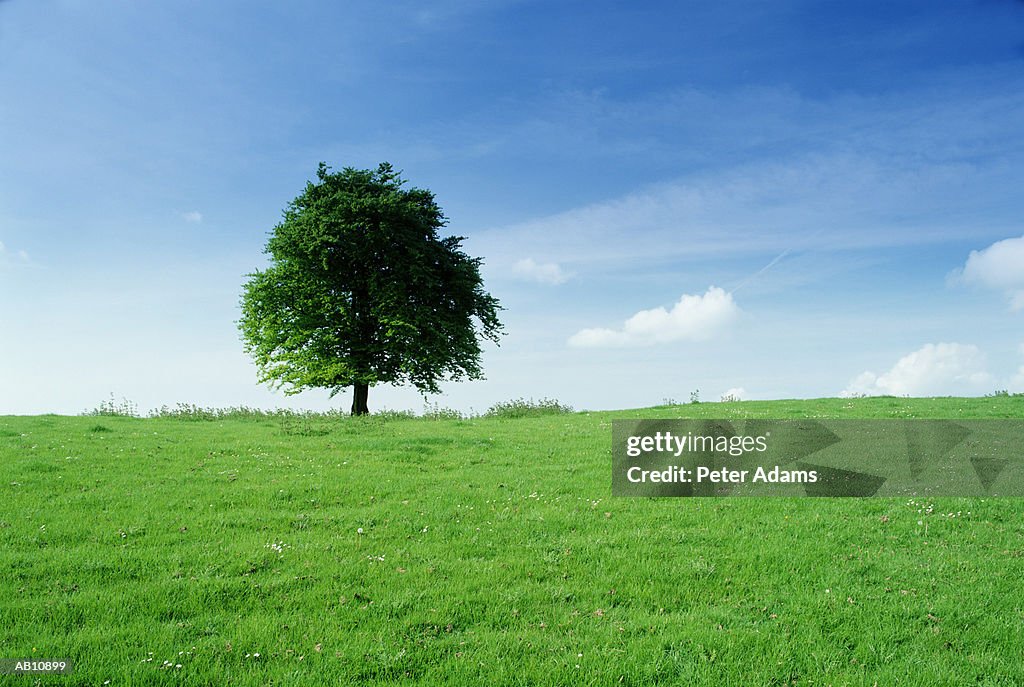 Tree in field in spring