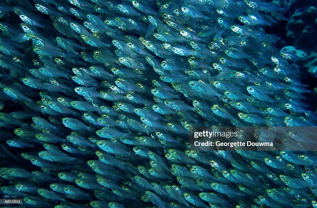 School of Sweepers (Parapria canthus guentheri)