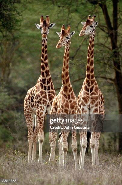 three rothschild's giraffes - girafe photos et images de collection