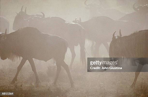 herd of blue wildebeest (connochaetes taurinus) - blue wildebeest stock pictures, royalty-free photos & images