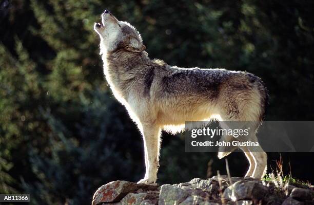 howling gray wolf - lobo fotografías e imágenes de stock