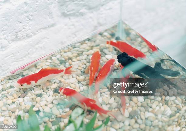 japanese koi and goldfish (black moore) in fish tank, close-up - moore stock pictures, royalty-free photos & images