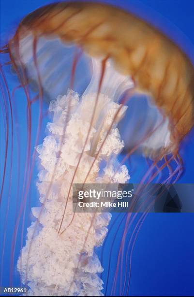 sea nettle (chrysaora fuscescens) - chrysaora - fotografias e filmes do acervo