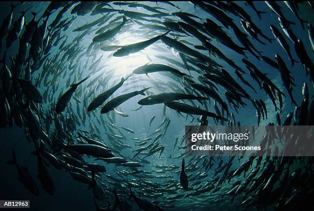school of bigeye trevally (caranx sexfasciatus), low angle view - banc de poissons photos et images de collection