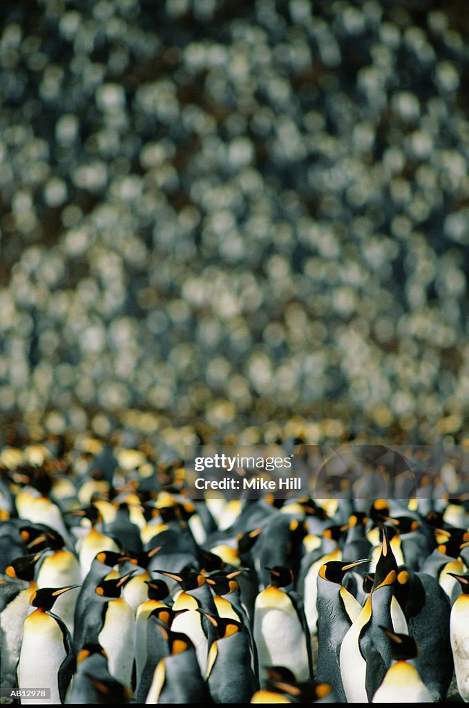 King Penguins (Aptenodytes patagonicus) in breeding colony