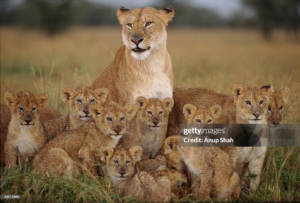 Lioness (Panthera leo) sitting with cubs