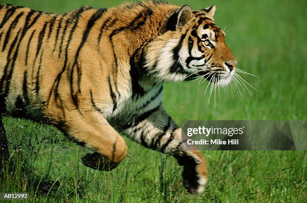 bengal tiger (panthera tigiris) running, profile - tiger running stockfoto's en -beelden