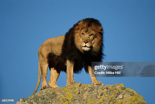 african lion (panthera leo) standing on rock, low angle view - rock hill stock pictures, royalty-free photos & images