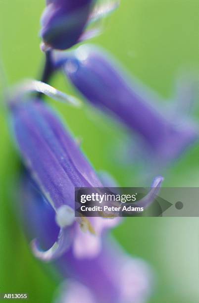 blue bell flowers, close-up (soft focus) - violetta bell foto e immagini stock
