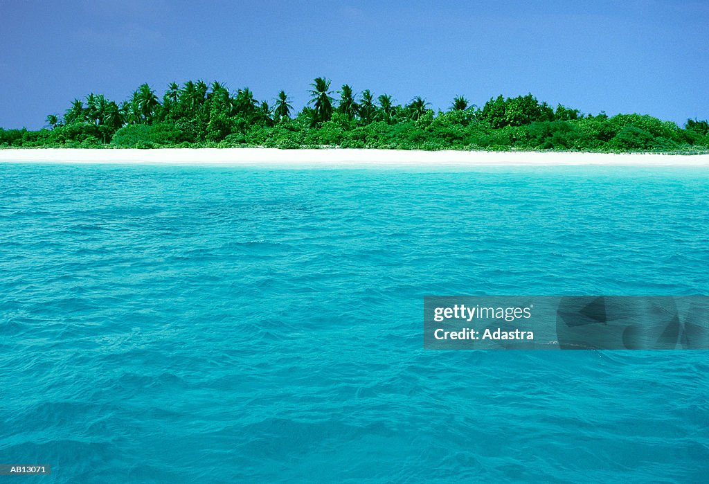VIEW LOOKING INLAND TO TROPICAL BEACH WITH TREES / MALDIVES
