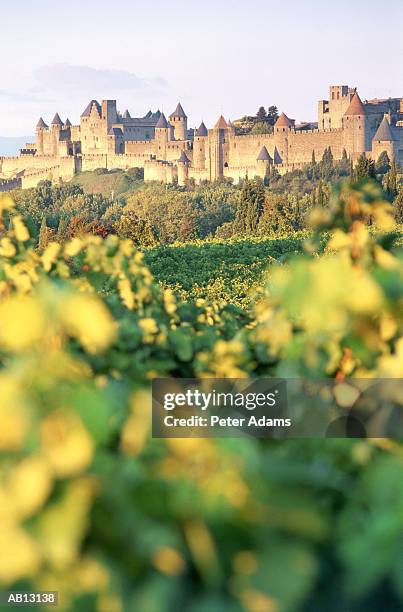 europe, france, carcossone, vineyards and estate (selective focus) - aude stock pictures, royalty-free photos & images