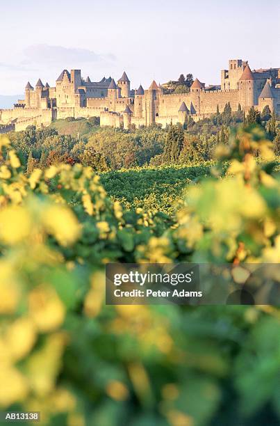 europe, france, carcossone, vineyards and estate (selective focus) - carcassonne imagens e fotografias de stock