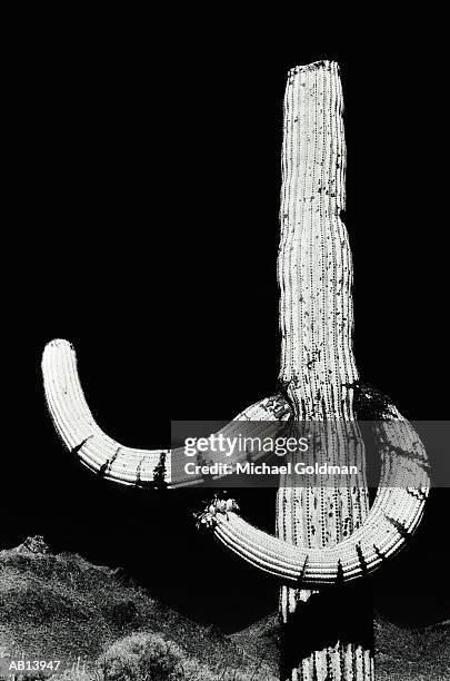 saguaro cactus, tucson, arizona, usa - pima county stockfoto's en -beelden