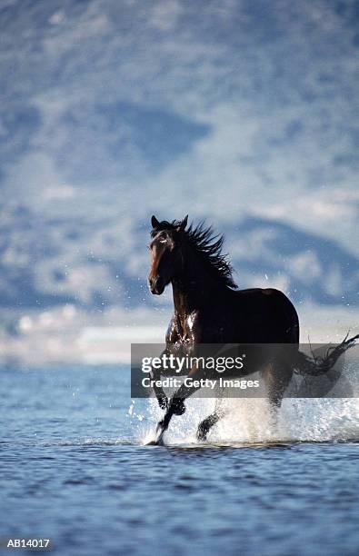 horse galloping through water - black horse stockfoto's en -beelden