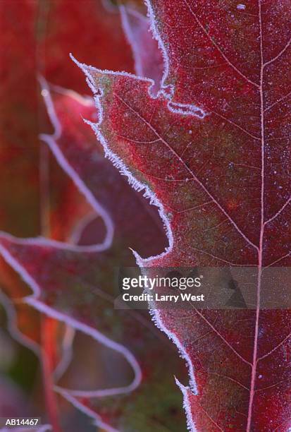 frost on red oak leaf - oak leaf - fotografias e filmes do acervo