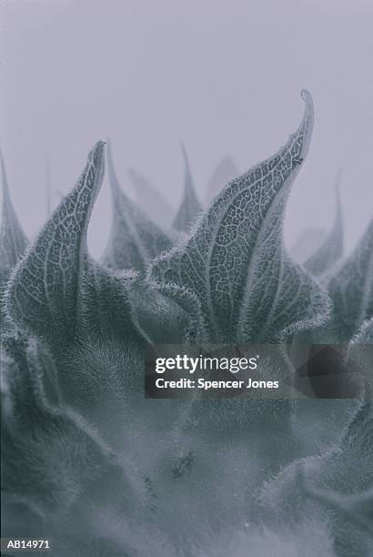 sunflower, close-up (b&w) - hollister stockfoto's en -beelden