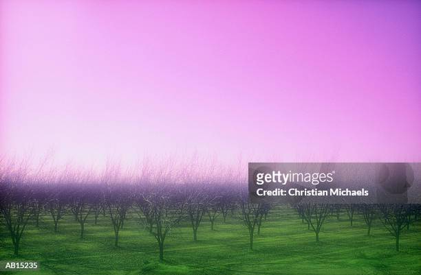 barren pecan trees (gel effect) - michaels stockfoto's en -beelden