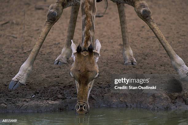 giraffe (giraffa camelopardalis) drinking water - tierhals stock-fotos und bilder