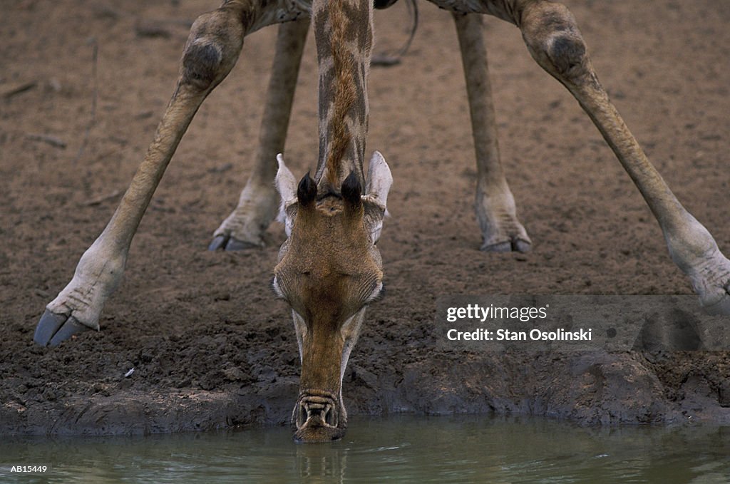 Giraffe (Giraffa camelopardalis) drinking water