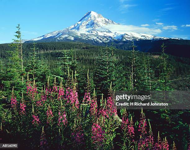 usa, oregon, mount hood national park, mount hood in background - mount hood nationalpark stock-fotos und bilder
