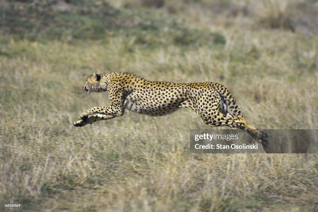 Leaping cheetah (Acinonyx jubatus)