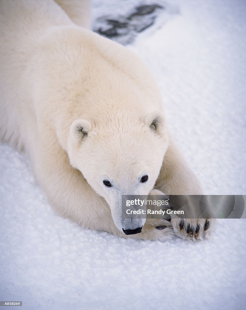 Polar bear (Thalarctos maritimus) lying on snow, elevated view