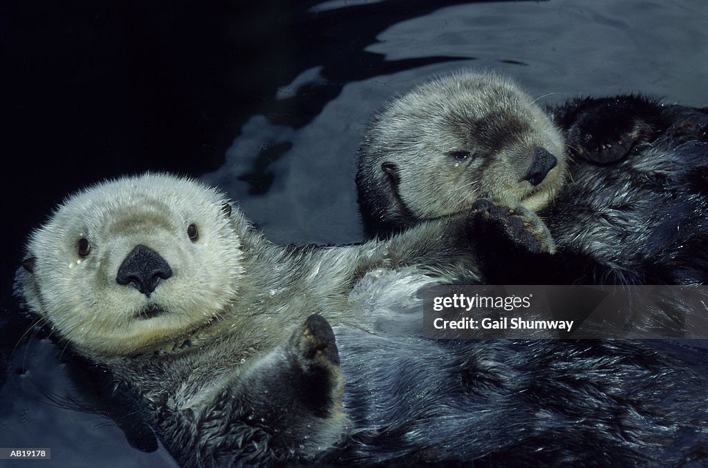 Sea Otters (Enhydra lutris) floating on backs, close-up