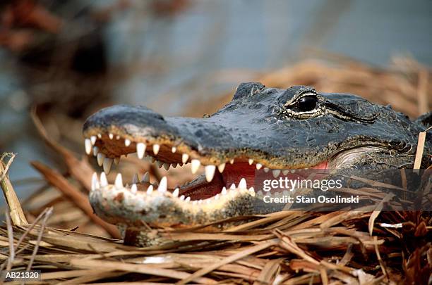 american alligator (alligator mississippiensis) - alligator mississippiensis stock pictures, royalty-free photos & images